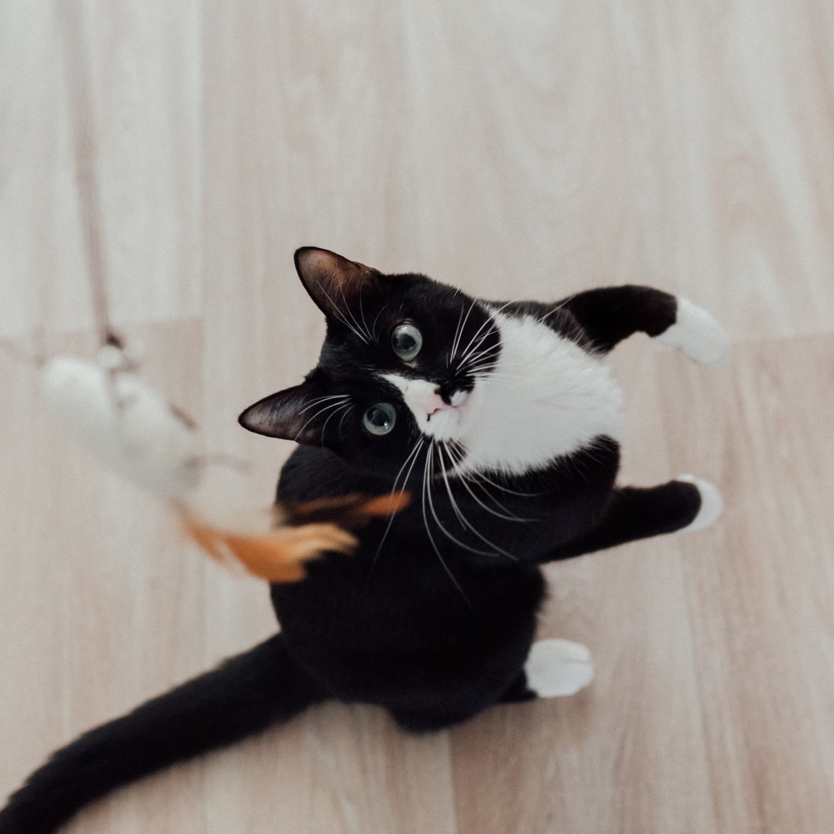 Gatti